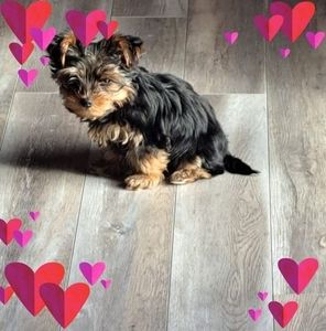 Meet your Posher, Lillian